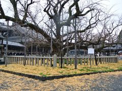 １２月の京都、 西本願寺と清水寺へ