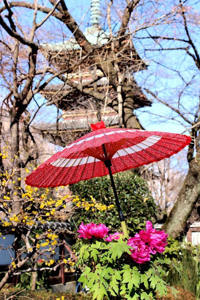 今年初のお出かけは、歩くサークルのイベントで上野ぼたん苑に冬牡丹を見てきました。<br />寒さに負けず可憐に咲く冬牡丹はとても可愛かったです。<br /><br />この日は真冬とは思えないお天気の良い日で散策には丁度いい日よりでした。<br />お昼は東大の学食でいただき、谷根千までゆっくり歩きました。<br /><br />連休とあって谷中銀座はとても人出が多かったです。<br />でも前から冬牡丹は見たかったので、いい１日になりました。