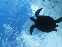 2015'12 子連れHawaii 滞在4日目～