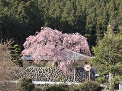 ●春爛漫！青梅線沿線ウォーキング(白丸&#12316;古里）