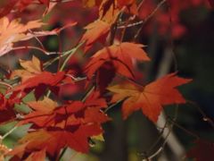東京の穴場の紅葉　大田黒公園　紅葉の不作の場所が多い２０１５年も綺麗でした