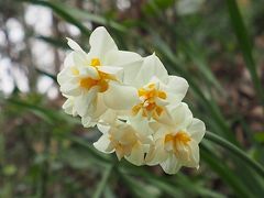 今年の水仙見物は楠公ゆかりの千早赤阪村へ