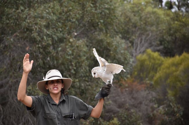 カンガルー島2日目です。いつもならカンガルー島西部にあるFlinders Chase国立公園を目指すのですが、なんといっても今回は幼児連れなので無理は禁物。というわけで東半分で楽しめる場所を目指します。