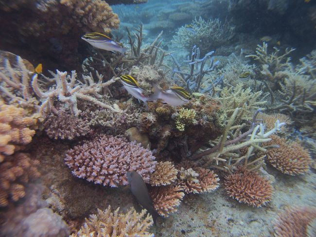 毎年春に我が家に1か月滞在する、パリ在住のフランス人一家と<br />石垣島、西表島に行ってきました。<br />石垣島ではダイビングや観光を楽しみ、西表島ではのんびり海とホテルステイ<br />私は先月に引き続きの石垣ダイビング。<br />そして2週間前の西表ダイビングに引き続きの西表島再上陸<br />4月はほんとに忙しい月でした。<br /><br />ダイビングショップ：さうすぽいんと<br />　　　　　　　　　　http://www.s-diving.jp/<br /><br />宿泊：リゾートライフカビラ（石垣）<br />　　　http://kabira895.com/<br /><br />　　　ホテルグランビュー石垣（石垣）<br />　　　http://www.granview.co.jp/ishigaki/<br /><br />　　　星野リゾートリゾナーレ西表島（西表）<br />　　　http://risonare-iriomotejima.com/<br /><br />　　　べッセルホテル石垣（石垣）<br />　　　http://www.vessel-hotel.jp/ishigaki/#con_wrap01<br />　　　