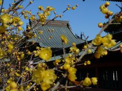 雷電神社のロウバイ_2016（群馬県・板倉町）