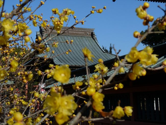 板倉町の雷電神社は、北関東一帯に多い雷電神社の総本山のような神社です。この雷電神社の境内にはロウバイが沢山あります。昨年は２月になってから行きましたが、ロウバイの見頃は過ぎていたようです。<br />この冬は比較的暖かい日が続いていて、いろいろな花の開花時期が乱れているようなので、早めに訪れてみました。<br /><br />他の地域のロウバイには、既に見頃を迎えたものがあるとの情報もありましたが、ここ板倉町の雷電神社のロウバイは、まだ少し早かったようです。