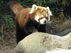 真冬のレッサーパンダ紀行【１】 甲府市遊亀公園附属動物園＆よこはま動物園ズーラシア　レン君、茶太郎君、そして、イチゴちゃん！！ 新天地での活躍が期待される３匹との再会！！