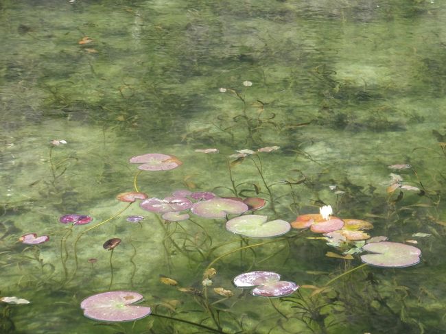 岐阜県関市に、モネ（Monet）の「睡蓮」を想起させる「モネの池」があると聞き、行ってきました。 <br />住所は,岐阜県関市板取396番地。<br />モネの池がある「根道神社」の駐車場は、10台くらいしか駐車できません<br />着いた時は、10：30　車は６台くらいあり、停めることができました。<br />帰る頃には、一杯でした。<br /><br />根道神社　10：30→　そば処森の駅　11：20→　21世紀の森　12:15<br />→道の駅「ラステン ほらど」13：15<br /><br /> <br />