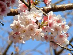 寒桜が見頃を迎えた新宿御苑とパブリックアート＠西新宿