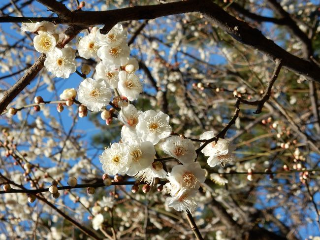 代々木公園に関する備忘録として<br /><br />この季節は、梅と水仙です