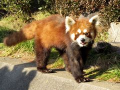 真冬のレッサーパンダ紀行【２】 東武動物公園＆市川市動植物園　ココロちゃんとライライ君同居中＠東武　３ペアは同居しておらず、そして、まさかこの日が彼に会えた最後になるんて、フラン君、早すぎるよ・・・やすらかに＠市川