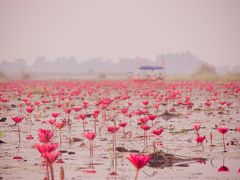 ウドンタニまで「あの世」っぽい蓮の花が咲く景色をみにいく