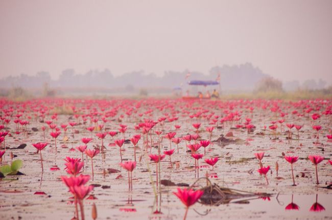 タイ北部のイサーン地方に、湖の水面が蓮の花で埋め尽くされるところがあるっていう写真をみて、これはすごそうだと実際に行ってみることにした。<br /><br />実際にみてみて感じたのは、日本の蓮って不忍池みたいに葉が生い茂った上に花が咲く印象だけど、それとは違って水面から濃いピンクの花が出ているので、水面の反射もあって印象がより強くなるんだなってこと。なんていうか、「あの世感」があった。<br /><br />バンコクからウドンタニまで移動、そこから湖まではトゥクトゥクをチャーターした。<br /><br />ウドンタニ自体は僕にとってはまったく見どころがない地方都市ってところで、蓮の花がなければ来ることもなかっただろうなあ・・というところ。