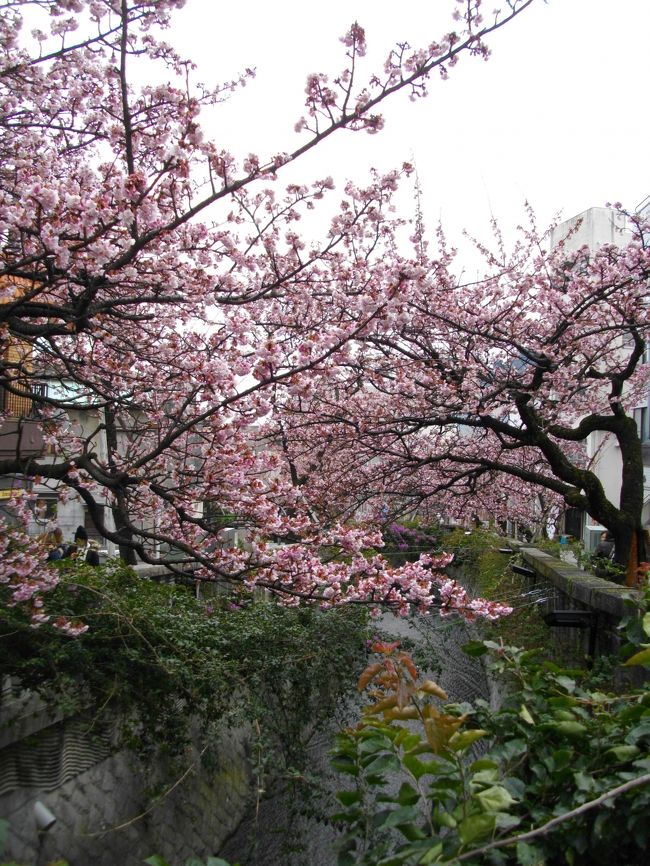 南伊東の帰りに熱海で途中下車～<br /><br />　糸川桜まつりには１週間あるけれど、、、桜が咲いているかな～と立ち寄ってみました♪<br /><br />　ご覧の通り～熱海桜は開花しております～!!!