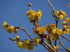 寒中陽だまりウォーキング　梅林山全徳寺　Walking in mid winter under sunshine/Wintersweet of Zentokuji Temple