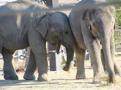 新春レッサーパンダ動物園遠征１府２県３園＜京都・神戸・広島＞（３）京都市動物公園（後編）ラオス出身の子ゾウ４頭や１人遊びするローランドゴリラのゲンタロウくんも今回はばっちり！