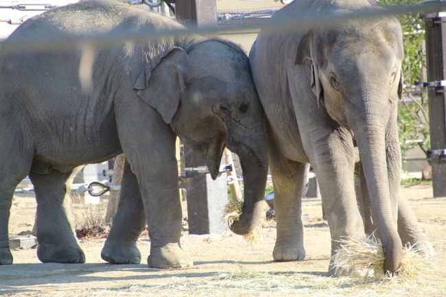 １月の動物園はオフシーズンだと思っていたのですが、連休中日の京都市動物園は盛況でした。<br />暖冬で晴天のお出かけ日和で、アクセスの良いところにある都会の動物園だけのことはありました。<br /><br />京都市動物園は、午後からの方が混みました。14時くらいでも、ぞくぞく入園者がいました。<br />午前早いうちは全般的に空いていたのですが、正門に近く、人気が高い猛獣ワールドは、午後から大変混みました。<br />そうでなくても、オスライオンがやたらと吠えていて、それが園内に響き渡り、人々の注意を引いていましたから。<br />年始休みに訪れた静岡の日本平動物園のオスライオンのことを思い出すと、もしかしたら今がライオンの発情期なのかもしれません。<br />もっとも、混んだといっても、上野動物園のジャイアントパンダの行列を思い出すと、たかが知れていて、ちょっと待てば、最前列に出られる順番がすぐにきました。<br />もっとも、頑丈な柵や、動物自身が汚してしまうガラスにさえぎられ、きれいな写真が撮れたかどうかとは話は別です（苦笑）。<br /><br />今回、一昨年の2014年11月にラオスからやってきた４頭の子ゾウたちが、ごはんを食べたり、ちょっとはしゃいだりしているところがバッチリ見られたのは、収穫でした。<br />去年2015年３月の前回訪問時は、子ゾウたちを見に行ったときは、すでに屋内に入ってしまい、よく見えなかったものですから。<br />本日は、午前中の早いうちだと、ゾウ・エリア付近も空いていましたし、観覧場所は、去年の印象とは違って、思ったより広々としていて、見やすい展示場でした。<br />私が見に行ったときも、最前列で見られないほど混雑したりしませんでした。<br />ただし、13時半からのバックヤード見学のイベントは、単に中を見せてもらえるだけで、それほど時間がかかるものではなかったと思いますが、それでも大行列ができていたので、並んで待つ時間がもったいなくて、あきらめました。<br /><br />これまでの２度の京都市動物園訪問では、園内のまだ３分の１ほどは工事中でしたが、今回やっと、改修がすべて終わった完成体の動物園を訪れることができました。<br />そして今回は、最後に完成した「京都の森」エリアを含め、時間がないとスルーしがちなサルたちも、わりと丁寧に見ることができました。<br />広すぎない動物園で、平地にあって坂はないため、園内ぐるぐる周りやすく、端から端へと何回か行き来する途中で、サル・ワールドも訪れやすかったのです。<br /><br />とはいえ、そのわりには、同じようなところばかり歩いたので、今回は熱帯動物館は寄れなかったし、「アフリカの平原」エリアも、見学できたのはキリンだけでした。<br />また、チンパンジーの母親が子供を抱っこしたまま派手なケンカしていたらなど、なかなか面白そうでしたが、たくさんの人が見学していたし、サルは動きがすばやいので、写真は撮れませんでした。<br /><br />＜2016年１月の連休を延長利用で実現させた３泊３日のレッサーパンダ動物園遠征３日間の旅行記のシリーズ構成＞<br />□（１）品川東横イン前泊・京都ぐるめの湯葉づくし・神戸前泊温泉旅館ホテルISAGO<br />□（２）京都市動物公園（前編）レッサーパンダ特集：お茶の名コパンダ・ムギくん・ロッポくん・プーアルくんはじめまして！〜古都ママやジャスミン・ママとの終日展示＆ウーロン・パパはちょっぴり<br />■（３）京都市動物公園（後編）ラオス出身の子ゾウ４頭や１人遊びするローランドゴリラのゲンタロウくんも今回はばっちり！<br />□（４）王子動物園（１）レッサーパンダ特集：単身赴任のガイヤくん＆きらきら母子のミンファちゃんとティアラちゃん<br />□（５）王子動物園（２）ジャイアントパンダ＆コアラ特集：愛らしいタンタンちゃん＆子供たちも独立したコアラ<br />□（６）王子動物園（３）一頭で寂しいホッキョクグマのミユキちゃん＆食事中が見られたアシカやインドゾウやコツメカワウソや豪華布陣の猛獣たち等たくさん見ようと大いそがし@<br />□（７）広島ユニバーサルホテル前泊（薬湯温泉付き）・前日に買った広島みやげ・広島ぐるめの海鮮づくし<br />□（８）初の安佐動物公園（１）風景撮影も楽しめた山奥の動物園〜アヌビスヒヒからはミーアキャットまで＆ケープハイラックスの赤ちゃんに夢中@<br />□（９）初の安佐動物公園（２）順路通りに動物たちに会いながら山道をゆったり進む〜チータービューからニホンカモシカまで<br />□（10）初の安佐動物公園（３）レッサーパンダ特集：夢の父親同居訓練中のトロリくん・ミウちゃん・キクくん・マルくん（ちゃん？）<br /><br />京都市動物公園の公式サイト<br />http://www5.city.kyoto.jp/zoo/<br /><br />＜タイムメモ＞<br />05:15　起床<br />05:40　品川東横インホテル高輪口をチェックアウト<br />06:07　品川発新幹線のぞみ１号に乗車<br />08:08　京都駅到着<br />08:35　地下鉄京都烏丸線に乗車<br />（路線検索では 08:19発に乗るつもりだった）<br />（ロッカーに荷物を預けたりしたので遅くなった）<br />08:54　蹴上駅に到着<br />09:10　東口から京都市動物園に入園<br />（開園時間９時）<br />09:15-09:20　アジアゾウ（子ゾウ４頭）<br />09:25-10:30　レッサーパンダ<br />（ジャスミン親子と古都、お昼寝に入る）<br />10:30-11:25　レッサーパンダ<br />（ウーロン一時登場／ムギもお昼寝に）<br />11:25-11:30　ヤブイヌ<br />11:30-11:45　アフリカの草原エリア<br />（写真を撮ったのはキリンのみ）<br />11:45-12:15　猛獣ワールド（一番混雑）<br />（ジャガー・ライオン・トラ）<br />12:20-12:40　レッサーパンダ<br />12:40-13:00　ゴリラのおうち＆サル舎<br />13:05-13:15　アジアゾウ（子ゾウ４頭）<br />13:20-13:25　マンドリル<br />13:25-13:40　食事ができなくてうろうろ<br />13:40-14:00　京都の森エリア<br />（水禽舎・キツネ・タカ・ヒグマなど）<br />14:00-14:15　休憩<br />14:15-14:45　レッサーパンダ<br />14:50-15:35　居眠り＆写真チェック休憩<br />15:35-15:40　ヤブイヌ<br />15:40-16:25　レッサーパンダ<br />16:30　京都市動物園を出る（閉園時間）<br />17:25頃　蹴上駅から京都駅に到着<br />17:35-18:20　駅ビルレストラン「くらま」で湯葉づくし夕食<br />18:20-18:30　京都みやげの買い物<br />18:49　京都駅発新幹線ひかり479号に乗車（自由席）<br />19:18　新神戸駅に到着<br />19:40頃　ホテルISAGO神戸にチェックイン<br /><br />※これまでの京都市動物園のレッサーパンダ以外の動物がある旅行記<br />2015年３月14日<br />「レッサーパンダに会いに京都日帰り小旅行2015春（４）京都市動物園（後編）楽しみにしていたアジアゾウは屋内展示で見づらくて残念！〜だけどウリ坊姿のブラジルバクの子供やケープハイラックスやヤブイヌは可愛かった@」<br />http://4travel.jp/travelogue/10991744<br /><br />2014年３月21日<br />「レッサーパンダに会いに２泊１日の京都小旅行（１）京都市動物園編：これぞ一番目当て！〜中国出身のレッサーパンダのウーロンくん＆ジャスミンちゃん、古都ちゃん、はじめまして！　それからちんまり可愛いヤブイヌにも会いたい！」<br />http://4travel.jp/travelogue/10870078<br /><br />※これまでの動物旅行記の目次を作成済。随時更新中。<br />「動物／動物園と水族館の旅行記〜レッサーパンダ大好き〜　目次」<br />http://4travel.jp/travelogue/10744070<br />