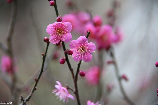 新年も２週間が過ぎ、静けさを取り戻した北鎌倉へ短時間ですが花散歩に出掛けました。<br />明月院、東慶寺は、花の寺とはいえ、寒の内に楽しめる花は少ないですが、それでも、蝋梅や梅の花、十月桜などを楽しむことが出来ました。<br />