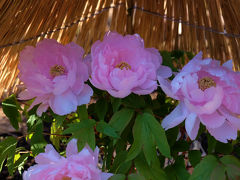上野東照宮　ぼたん苑　何時もながらの美しい花を見せてくれます