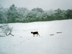 明日から明後日の積雪時は銀世界の奈良公園へ