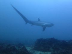 マラパスクア　きれいな島でニタリザメ満喫！