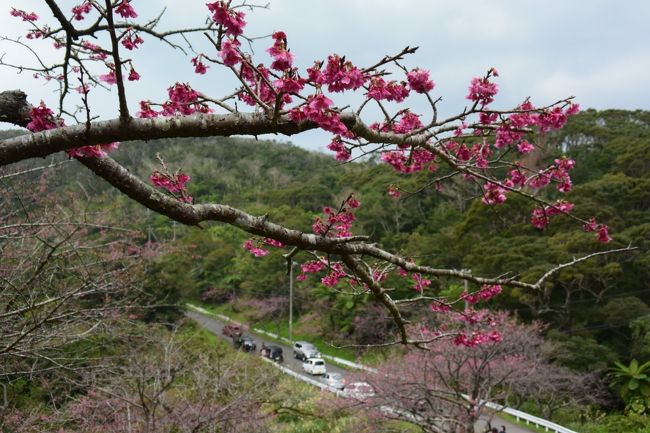 今年も始まりました!<br />我々夫婦の沖縄旅行(^O^)/<br /><br />今回の旅の目的、緋寒桜と新生ティンクティンク。<br /><br />2日日はこの旅のメイン。<br />今帰仁城跡のさくら祭りとカラハーイライブ。<br /><br />鮮やかなピンクの桜を愛でる予定でしたが、記録的な寒波襲来で・・・(^^;