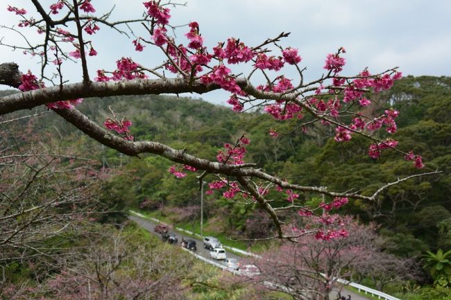 今年も始まりました！<br />我々夫婦の沖縄旅行(^O^)／<br /><br />今回の旅の目的、緋寒桜と新生ティンクティンク。<br /><br />２日日はこの旅のメイン。<br />今帰仁城跡のさくら祭りとカラハーイライブ。<br /><br />鮮やかなピンクの桜を愛でる予定でしたが、記録的な寒波襲来で・・・(^^;