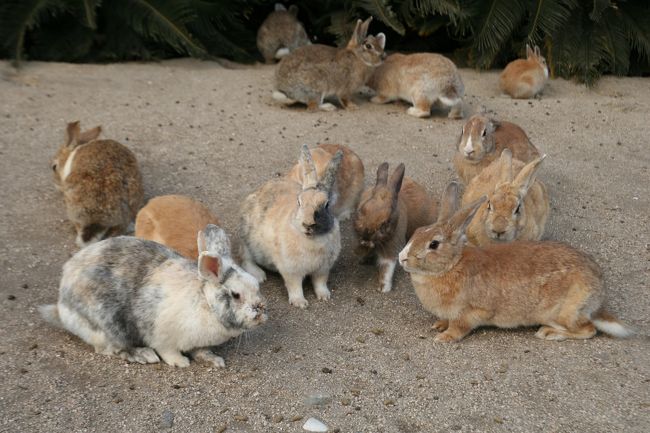 大久野島でウサギと触れ合い、宿毛でダルマ夕日を鑑賞が今回の主な目的です。　その道中にある色々な名所も巡りました。<br />
