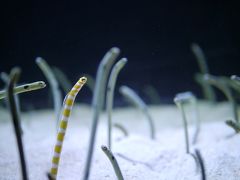 すみだ水族館