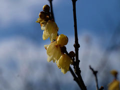 野田市　一月　清水公園　　花ファンタジア　