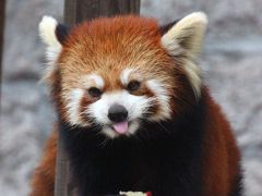 新春レッサーパンダ動物園遠征１府２県３園＜京都・神戸・広島＞（10）初の安佐動物公園（３）レッサーパンダ特集：夢の父親同居訓練中のトロリくん・ミウちゃん・キクくん・マルくん（ちゃん？）【若すぎる急死のミウちゃん追悼】