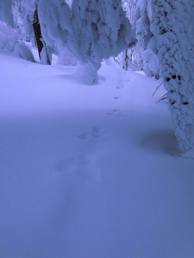 登り初めはどこにしよう?<br />優しい雪山、かつ眺めが良いところ・・・選択したのは山形と福島にまたがる名山、西吾妻山。<br />アイゼンと言うよりスノーシューやワカンで登る山だ。<br />スキー場の上部までリフトで行けるのも気楽。<br />ただし、天候が変わりやすい山だという。<br />当日の天候で行程を決めることになるが、天気ばかりはどうにもならないのだから、最終的には「出たとこ勝負」。<br /><br />まさか登り納めに続く敗退になるとは・・・