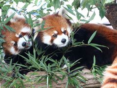 新春レッサーパンダ動物園遠征１府２県３園＜京都・神戸・広島＞（４）王子動物園（１）レッサーパンダ特集：単身赴任のガイヤくん＆きらきら母子のミンファちゃんとティアラちゃん