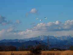 冬の多々良沼　猫ちゃんに会いに行ったら白鳥も飛来してました！