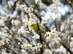 早春の熱海温泉そぞろ歩き【後編】～早咲きの梅と桜のコラボレーション♪　2015 熱海梅園梅まつり ＆ 糸川桜まつり～