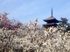 花の都の桜廻り -2015春-