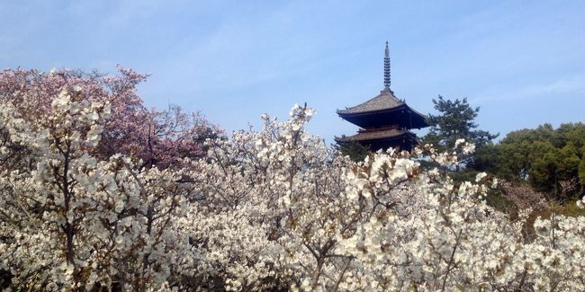 これまでに夏・秋・冬の京都を廻ってきましたが、ついに春の京都を廻ることができました！ (･ω･)v<br /><br />平安遷都以来1200余年の間、京都には日本中から多彩な品種の桜が集まり、京都の人々に愛され続け、京都の地にしっかりと根付き、いつしか京都は『花の都』と称えられてきました。<br /><br />四方を小高い山々に囲まれ南北に長い盆地地形の京都は、その地理的・気候的条件から場所によって桜の開花時期が著しく異なり、3月上旬の寒緋桜から4月下旬の遅咲きの里桜まで楽しむことができます。<br /><br />平成25年の京都の開花予想は3月29日、満開予想は4月1日と発表されていましたが、これは京都にある標準木の桜を予想したもの。<br />実際、3分咲き、5分咲き、満開、散り始め、そして流れゆく花筏...など、60数か所の京都の桜絵巻を楽しむことができました。<br /><br />※各所詳細は随時追加していきます...<br />
