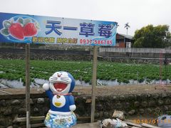 【苗栗縣・大湖】イチゴの名産地で農園をひやかし / 清安豆腐街への道のりはマジで怖かった！