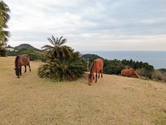 宮崎南部3(宮崎神宮、青島、鵜戸神宮、幸島、都井岬)