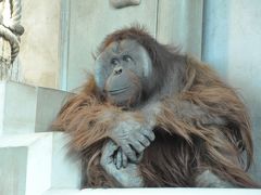 今年２回目の旭山動物園でオランウータンの行動展示を見た