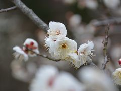 梅の開花はどんな感じ？（横須賀市塚山公園・田浦梅の里）