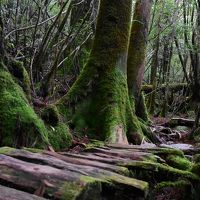 屋久島中毒の旅行記２０１５　（2回目の屋久島）②