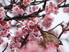 梅と桜が一緒に見れる！1泊2日のATM(熱海)旅行