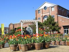 冬の花をさがしに淡路島めぐり