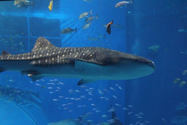 今日は美ら海水族館へ行ってみました。<br />ゴールデンウィークまっただ中の混雑はいかほど？