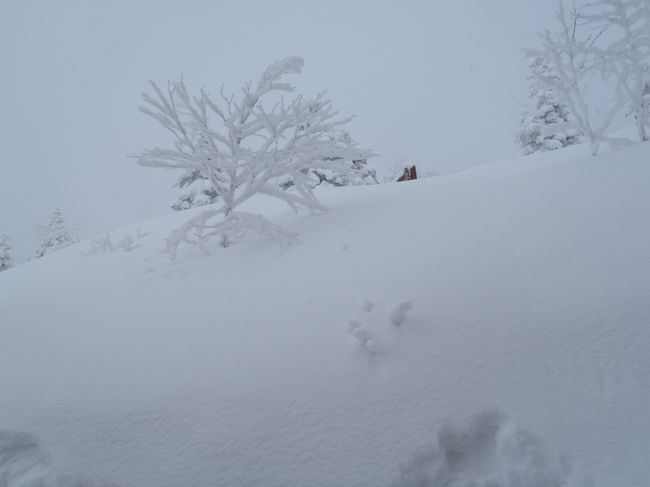 帰り道に新穂高ロープウェイに乗って帰ります。<br />奥飛騨温泉郷ですね。<br />雪の回廊という催し物がありました。<br />なかなかよかったです。<br />ちなみに主人が奥飛騨温泉郷に興味がわいたようで、この後奥飛騨に通うことになるんです(^^)/