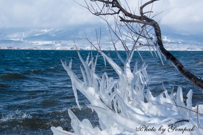 　裏磐梯の雪景色撮影行の行き帰りに、猪苗代湖畔に立ち寄ってみた。25日午前は天神浜のしぶき氷見物、27日は裏磐梯のペンションをチェックアウトしたあと、野口英世記念館に立ち寄った。<br />　天神浜は初めての訪問だが、撮影に来ていた地元のカメラマンによると、今年は暖冬のせいでしぶき氷の成長は今一つだそうだ。今年はどこも暖冬の影響で普段の冬とは様相が違っている。<br />　野口英世は、いうまでもなく猪苗代町が生んだ郷土の偉人であり、千円札の肖像にも使われている日本が誇る著名な細菌学者である。小学生の時に読んだ偉人伝に描かれている野口英世とは違う面があることを発見し、興味深かった。