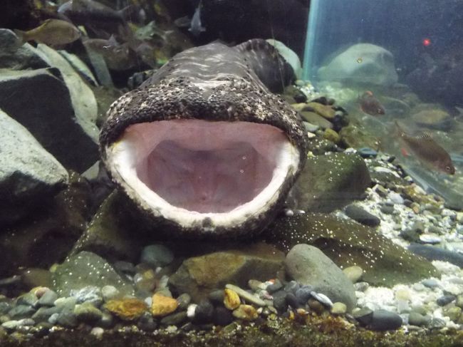 石川旅行の一部です。<br />のとじま水族館<br /><br />予定していなかったのですが、水族館・動物園があると行ってしまう・・・<br /><br />写真はオオサンショウウオの口の中です。<br />何していたのかな？