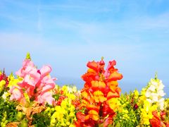 淡路島【花めぐり】