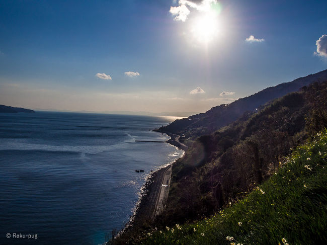 <br />　１月　初め　暖かい日でした。<br /><br />　淡路島　黒岩水仙郷に　行ってきました！<br /><br />　着いたのは　2時過ぎていましたが　皆さん　同じで<br /><br />　結構　人が多かったですね。<br /><br />　この時期で　梅も水仙も　咲いているのは　珍しいかしら！<br /><br />　パグ子も　急な階段を　短い足で　必死に　上ってました！<br /><br />　でも　下りは　ノックダウンで　抱っこしてと　訴えましたが。<br /><br />　晴れていて　海と水仙　とてもきれいです！！<br /><br />　気持ち良い日を　過ごせました～<br /><br />　